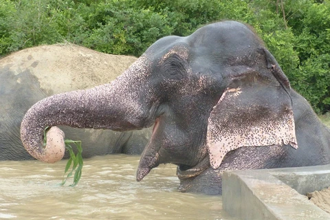 Cuộc sống hạnh phúc của chú voi từng bị đày đọa suốt 50 năm