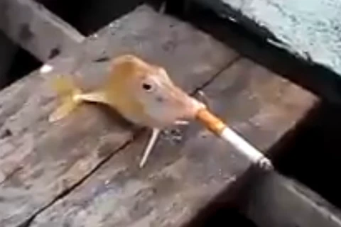 Người yêu động vật phẫn nộ khi xem đoạn video cá hút thuốc lá