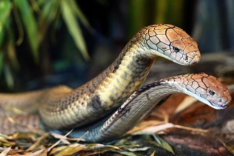 Vườn thú tạo điều kiện đặc biệt để 2 con rắn hổ mang chúa giao phối