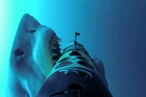 Cận cảnh hàm răng khủng khiếp của cá mập trắng khi đớp mồi