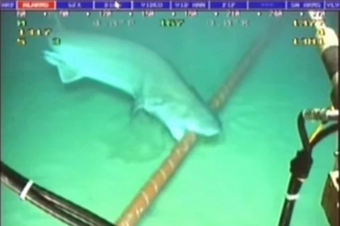 Cá mập "cắn đứt mạng" Internet khiến Google phải nâng cấp cáp quang