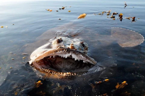 Cận cảnh những "quái vật biển" còn đáng sợ hơn cả cá mập 