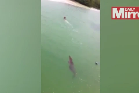 Thót tim với cảnh cá sấu khổng lồ truy sát người bơi dưới sông