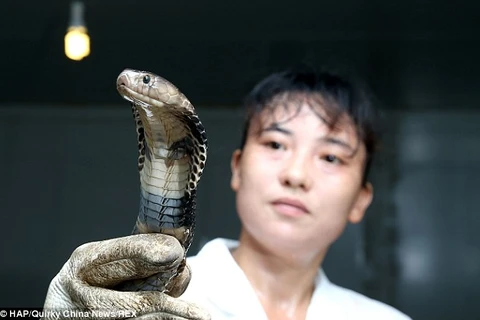 Bị cắn nhiều lần nhưng vẫn quyết nuôi 30.000 con rắn hổ mang