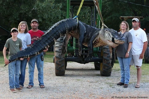 Bắt được con cá sấu khổng lồ nặng gần 500kg sau 10 tiếng vật lộn