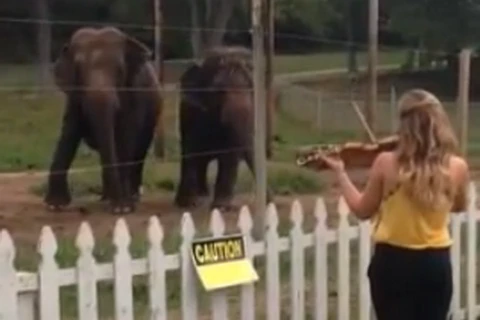 Hai chú voi ngộ nghĩnh nhảy cuồng nhiệt theo tiếng đàn violon