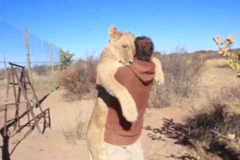 Ngỡ ngàng cảnh tượng sư tử lao tới ôm chặt người chăm sóc