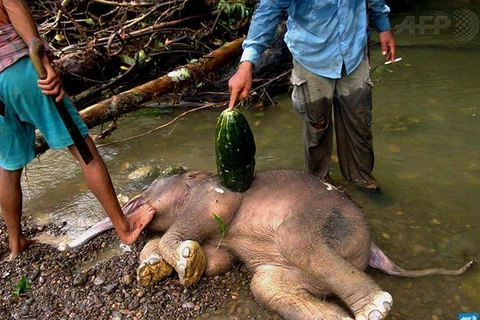 Bức ảnh chú voi con bị giết hại dã man ở Indonesia gây phẫn nộ