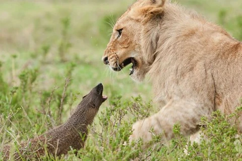 Cuộc chiến lỳ lợm của chú cầy mangut với bầy sư tử đói