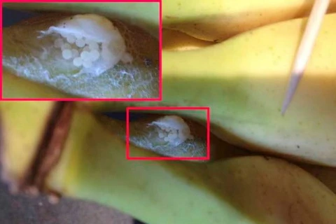 Phát hiện trứng loài nhện cực độc trong quả chuối ở siêu thị
