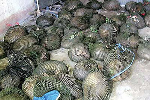 Costa Rica phát hiện một vụ buôn lậu động vật quý hiếm
