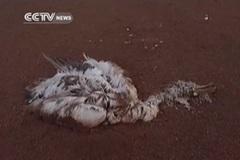 Hàng trăm con chim đổ bệnh và chết bí ẩn gần một hồ nước