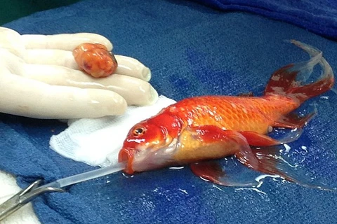Bác sỹ gây "sốc" khi quyết định phẫu thuật khối u cho cá vàng