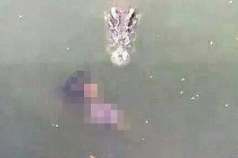 Người phụ nữ nhảy vào hồ có hơn 1.000 con cá sấu để tự sát