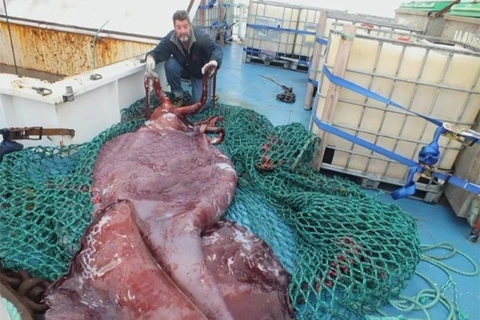 Cận cảnh con mực khổng lồ nặng tới 350kg ở New Zealand