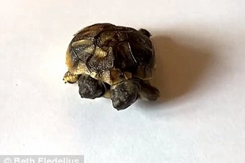 "Quái vật" rùa hai đầu bất ngờ xuất hiện tại Đan Mạch
