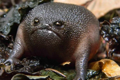 Loài ếch "quái vật" có vẻ mặt và thân hình cực kỳ đáng sợ