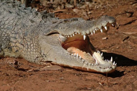 Cá sấu bị chọc thủng mắt khi tấn công người đàn ông say rượu