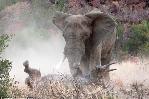 Tê giác mẹ bị voi quật ngã thảm thương khi cố gắng bảo vệ con