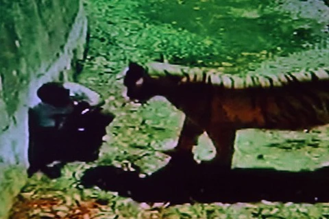 Hổ trắng cắn chết người thanh niên dại dột ngay trong vườn thú