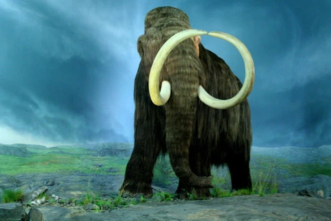 Phát hiện bộ xương hóa thạch con voi ma mút 25.000 năm tuổi