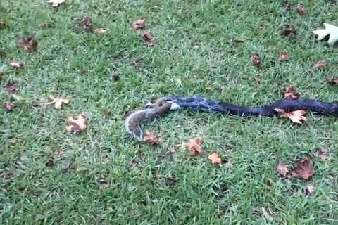 Sóc con tội nghiệp bị rắn đen nuốt chửng trong công viên