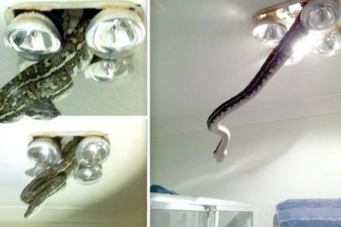 Chủ nhà hốt hoảng vì con trăn khổng lồ lơ lửng trên trần nhà tắm