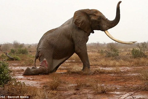 Cứu sống một chú voi bị trúng tên độc có cặp ngà khổng lồ
