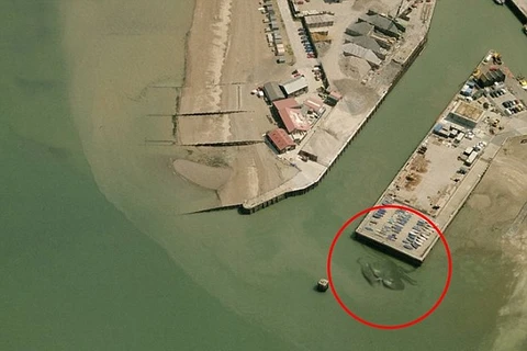 Thực hư bức ảnh về con cua khổng lồ xuất hiện tại bến cảng