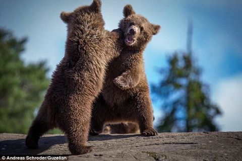[Photo] Cận cảnh những màn "tỉ thí" đáng yêu của gấu nâu