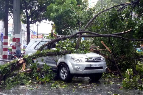 Thành phố Hồ Chí Minh: Nhiều cây lớn bị đổ trong mưa giông