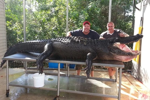 Hai thợ săn bắt cá sấu khổng lồ nặng gần 350kg bằng tay không