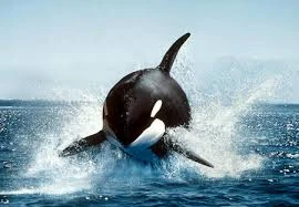 Hai chú cá voi sát thủ có thể "phát điên" do bị nhốt qua lâu