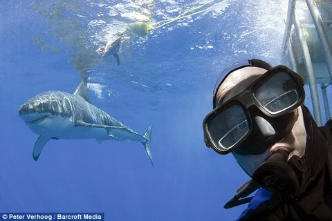 Nhiếp ảnh gia liều mạng "tự sướng" với cá mập trắng hung hãn