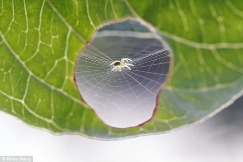 Con nhện làm tổ ngay trong chiếc lá chú sâu bướm đang ăn