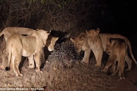 Cuộc chiến kịch tính giữa 17 con sư tử và chú nhím dũng cảm