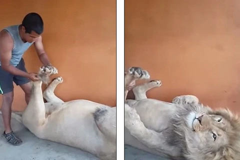Người đàn ông dũng cảm cù chân, massage cho con sư tử hung dữ