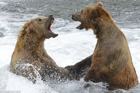 Cận cảnh màn tỉ thí tranh giành "địa bàn" của hai chú gấu nâu