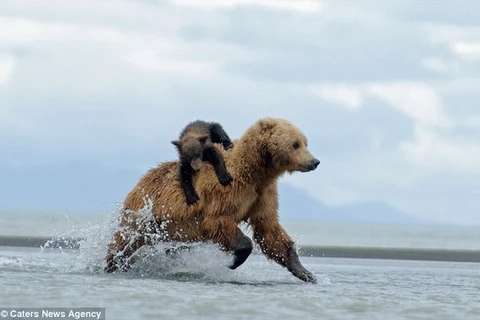 Gấu mẹ bực mình vì bị con leo lên người trong lúc săn mồi