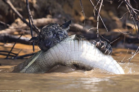 Cá sấu thoát chết thần kỳ khi bị báo đốm vật lộn và cắn cổ