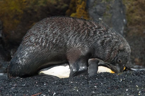 Hải cẩu gây sửng sốt khi cưỡng hiếp, ăn thịt chim cánh cụt