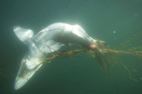 Tranh cãi xung quanh việc chú cá mập trắng bị chết vì mắc lưới