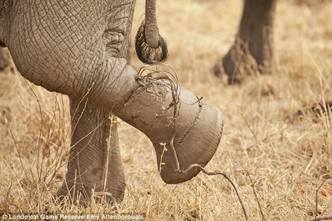 Chú voi được cả đàn giúp đỡ khi bị sợi dây bẫy cứa chân