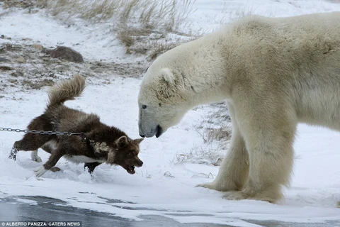 Gấu Bắc Cực ngậm ngùi bỏ đi khi gặp phải chú chó quá hung dữ