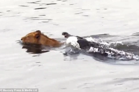 Sư tử may mắn thoát chết khi bị cá sấu tấn công dưới sông