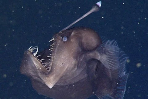 Cận cảnh loài cá có vẻ ngoài quái dị, đáng sợ dưới đại dương 