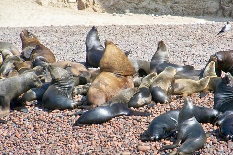 Điều tra nguyên nhân khiến 500 con sư tử biển bị chết và dạt bờ