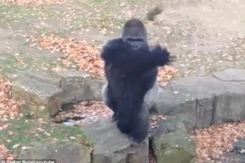 Khỉ đột tức giận ném đá vào du khách đang quay phim mình