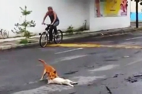 Xúc động cảnh chú chó cố gắng kéo bạn đã chết ra khỏi đường