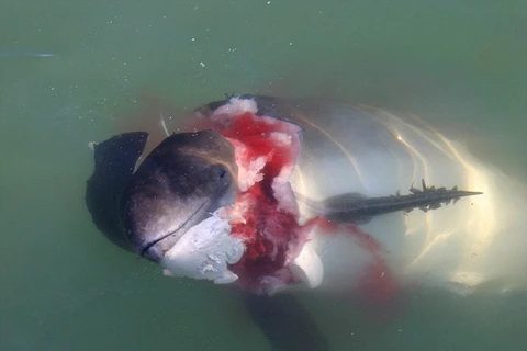 Hải cẩu "sát thủ" ăn thịt cá heo có thể tấn công con người